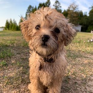 Meet your Posher, Maiya